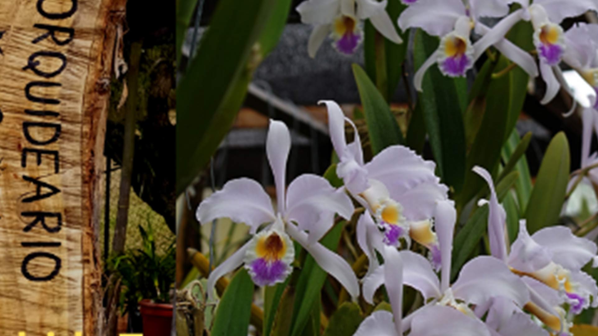 Descubre el mundo de las orquídeas