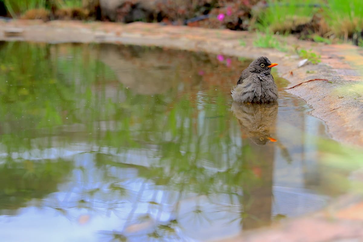 Great Thrush in the small pond of the mother vegetable garden in the Botanical Garden. Photo by Juan Sotelo -IDT