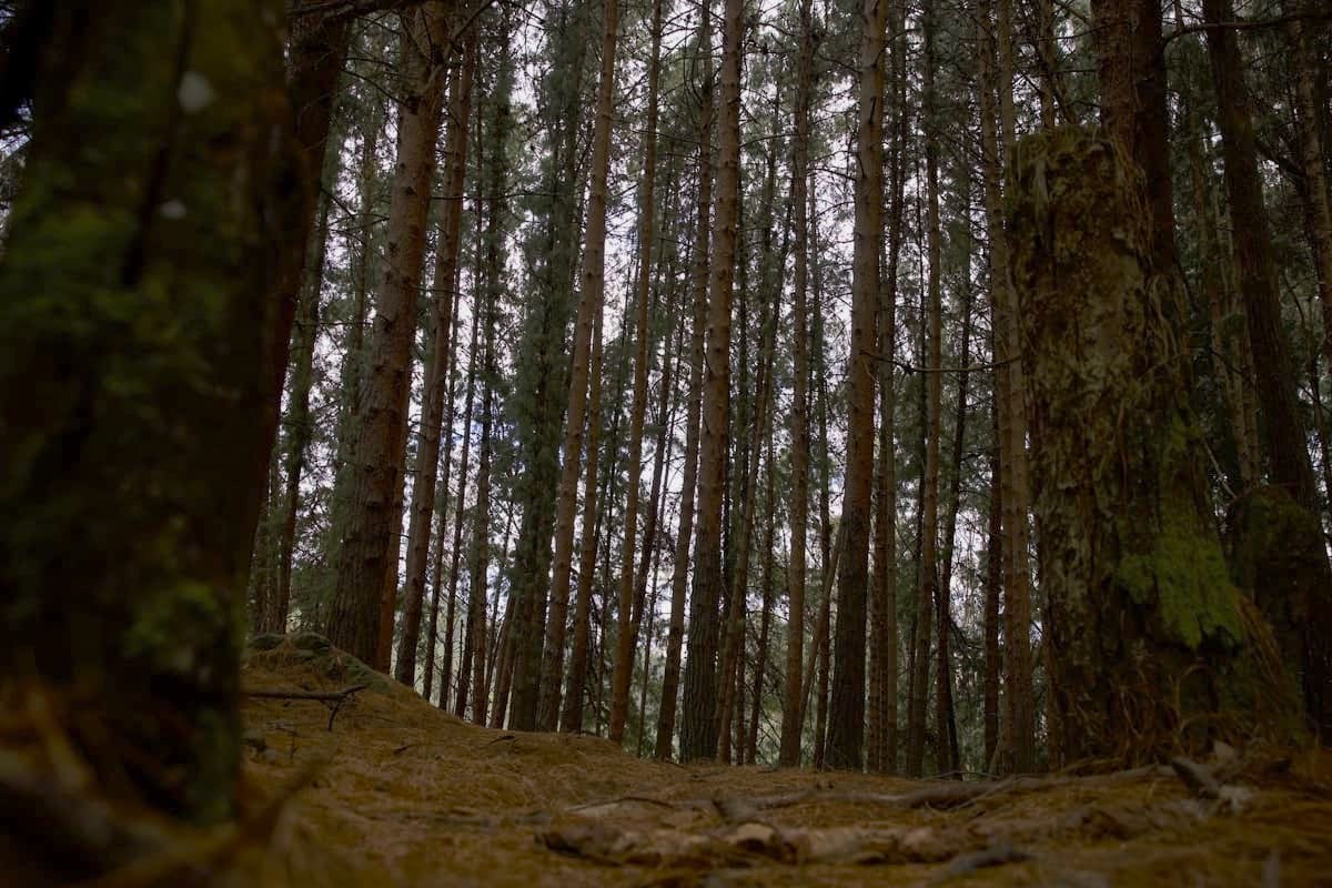 Photo of the forest along the La Serranía trail. Photo by Juan Sotelo - IDT