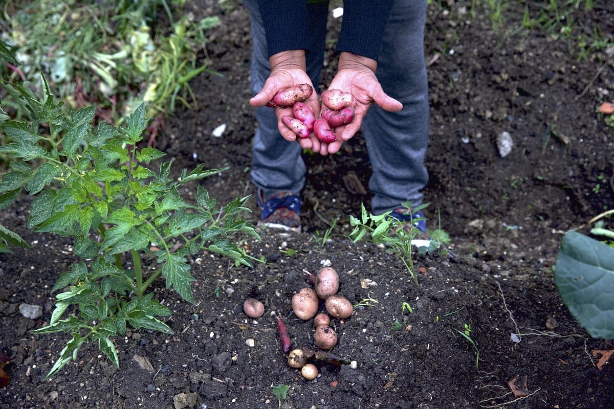 Purple potatoes planted in the traditional way in the Guerreras y Guerreros vegetable garden. Photo by Juan José Sotelo - IDT