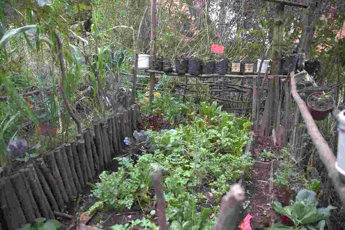 Seedbeds of the Lupita vegetable garden, where several aromatic species are planted. Photo by Juan Sotelo - IDT.