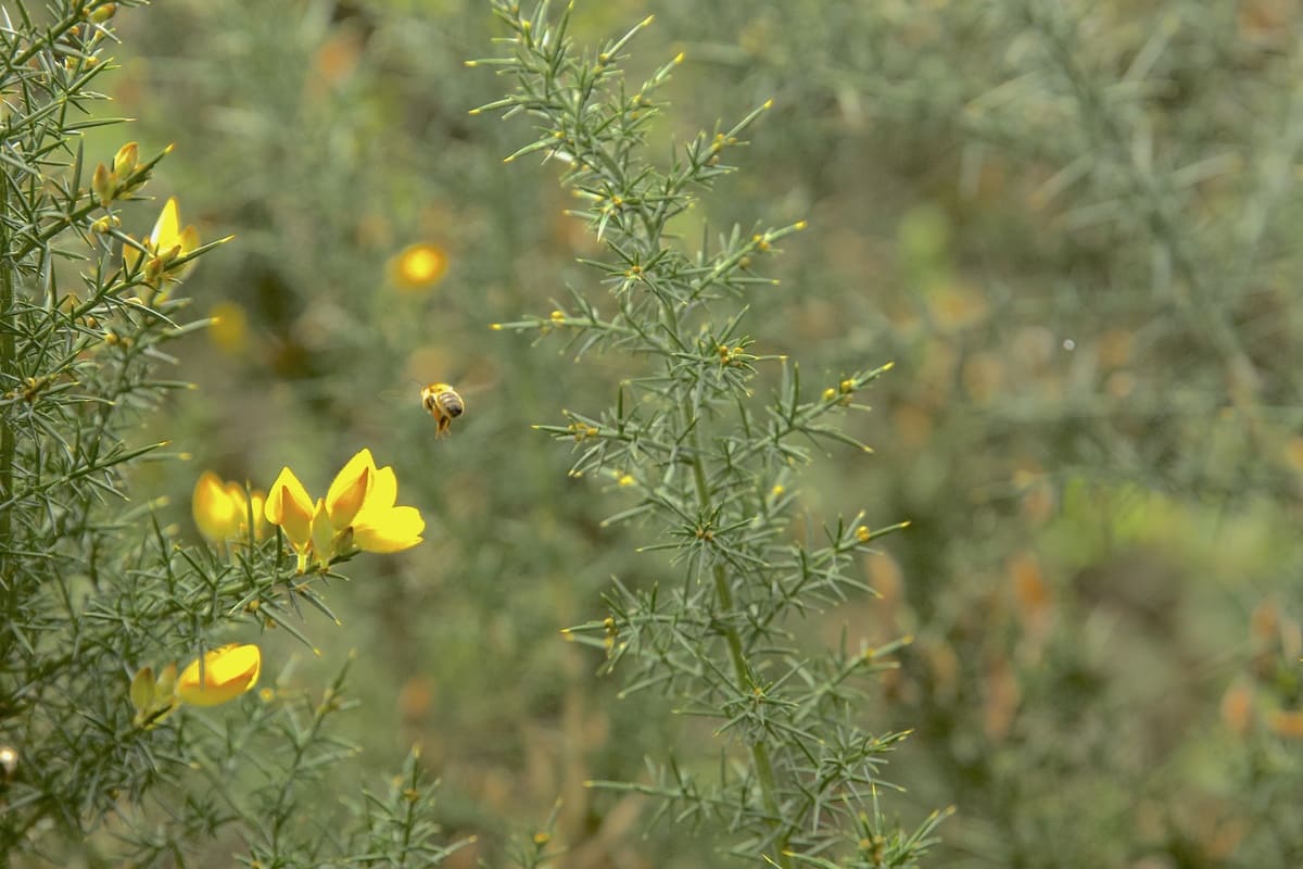 Bees are the main symbol of pollination in a fertile and chemical-free land. Photo by Juan Sotelo - IDT