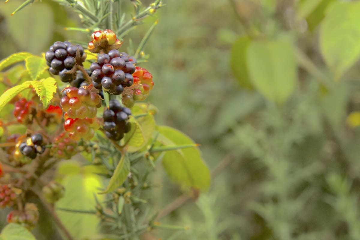 Visitors can find wild fruits while walking on the trail. Photo by Juan Sotelo - IDT