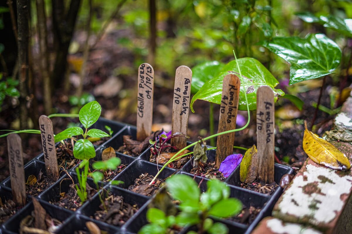 This is the vegetable garden seedbed, where aromatic and fruit herbs are grown. Visitors can experience the planting process. Photo by Manuela Picón Reina - IDT