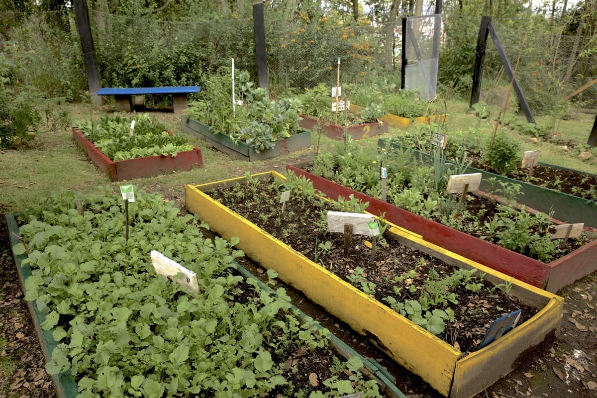 Seedbeds of the vegetable garden participants with different types of aromatic herbs. Photo by Juan José Sotelo - IDT Foto. Juan José Sotelo - IDT