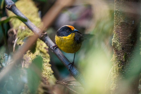 Blue-backed Conebill, native bird that lives in La Vieja Creek Hill. Photo: Diego Cuevas - IDT