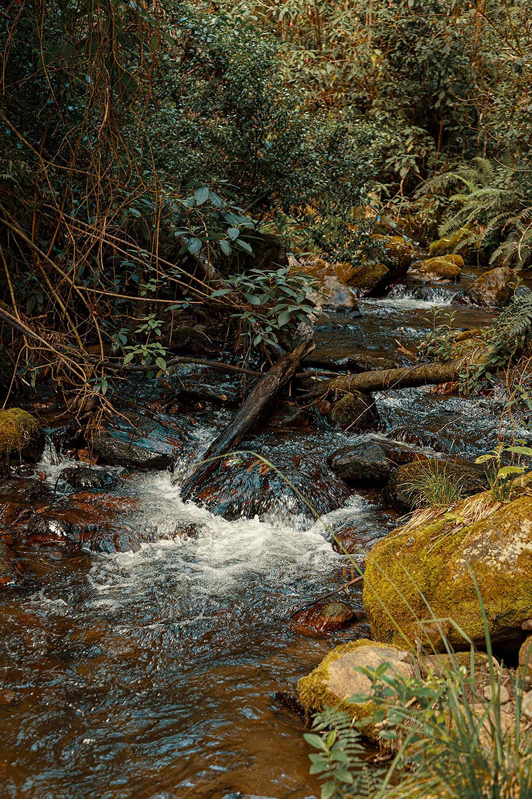 Crystalline water of the Chusque Waterfall and Vicachá River. Photo: IDT