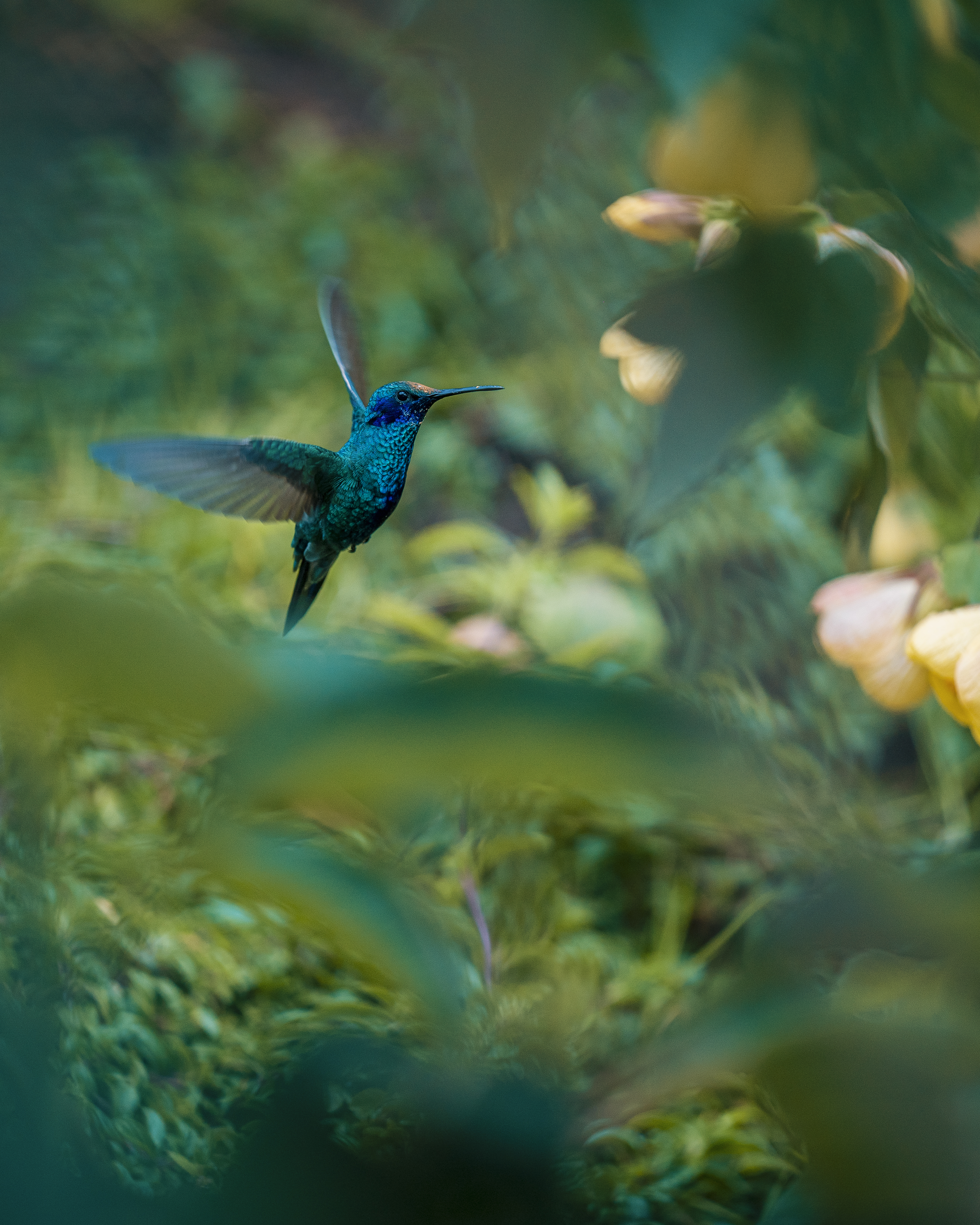 Sparkling Violetear present in Gonzalo's restoration forest at Casita Feliz del Páramo. Photo by Diego Cuevas - IDT