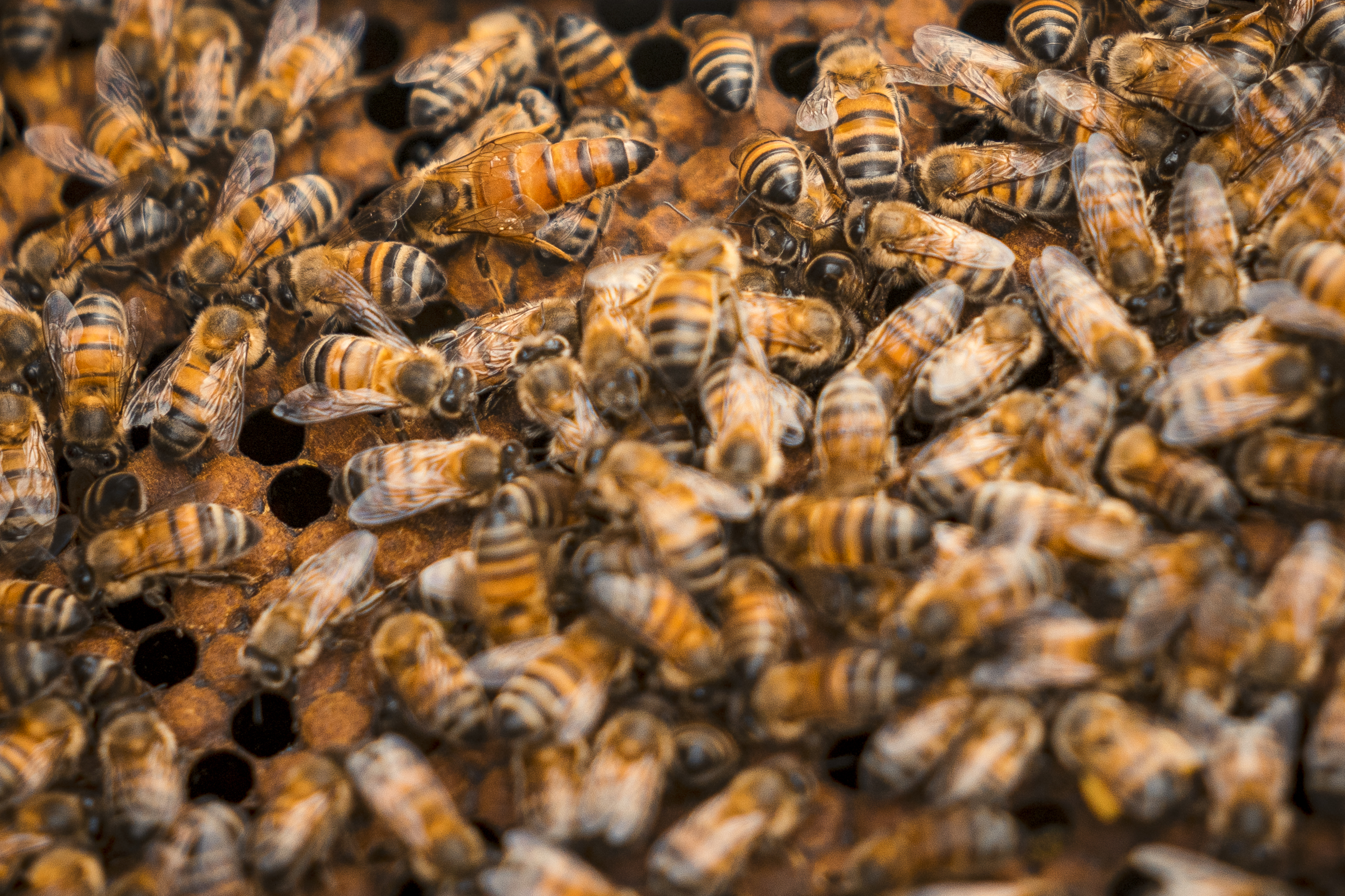 Beehive that belongs to the Apiusme farm and complements the activities of the Honey Route. Photo by Diego Cuevas - IDT