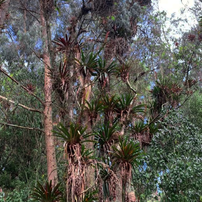 Baños de bosque para disminuir el estrés